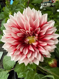 Dahlia 'Pink Shades' (Dahlia pinnata) - Ladybird Nursery