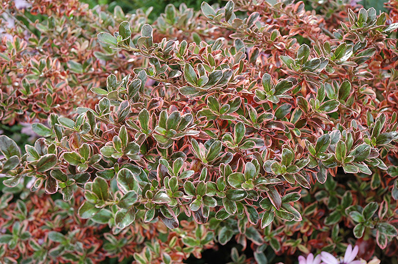 Coprosma Rainbow Surprise