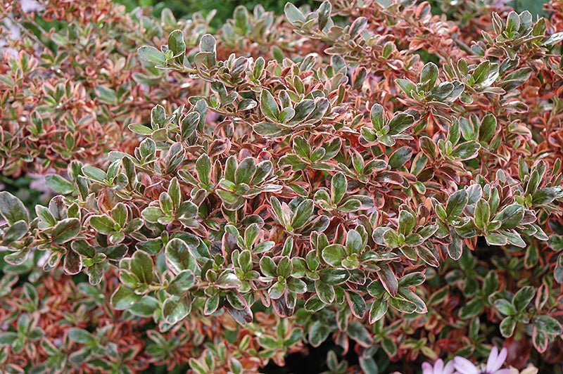 Coprosma Rainbow Surprise - Ladybird Nursery
