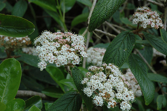 Viburnum odoratissimum Sweet Viburnum