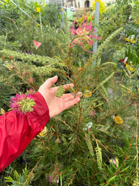 Dwarf Grevillea 'Billy Bonkers' - Ladybird Nursery