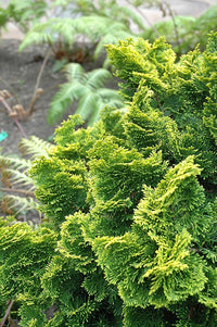 Hinoki Cypress Nana Aurea (Chamaecyparis obtusa) - Ladybird Nursery