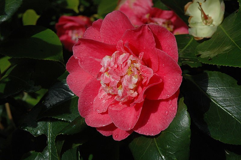 Camellia RL Wheeler (Camellia japonica) - Ladybird Nursery
