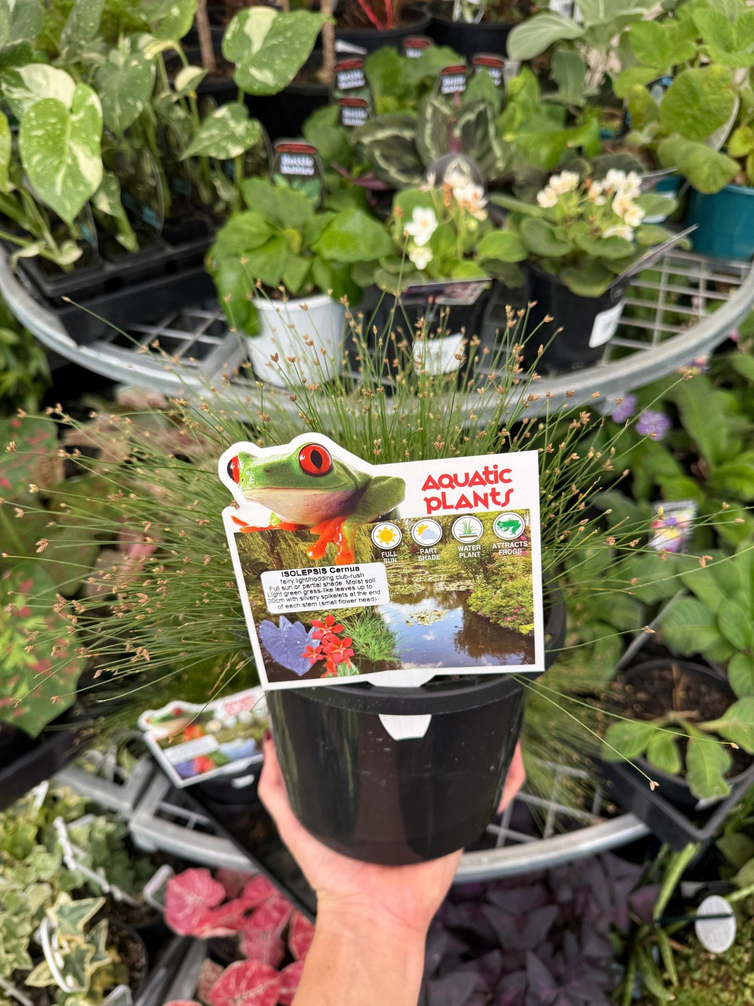 Slender Club - Rush (Isolepis cernua) - Ladybird Nursery