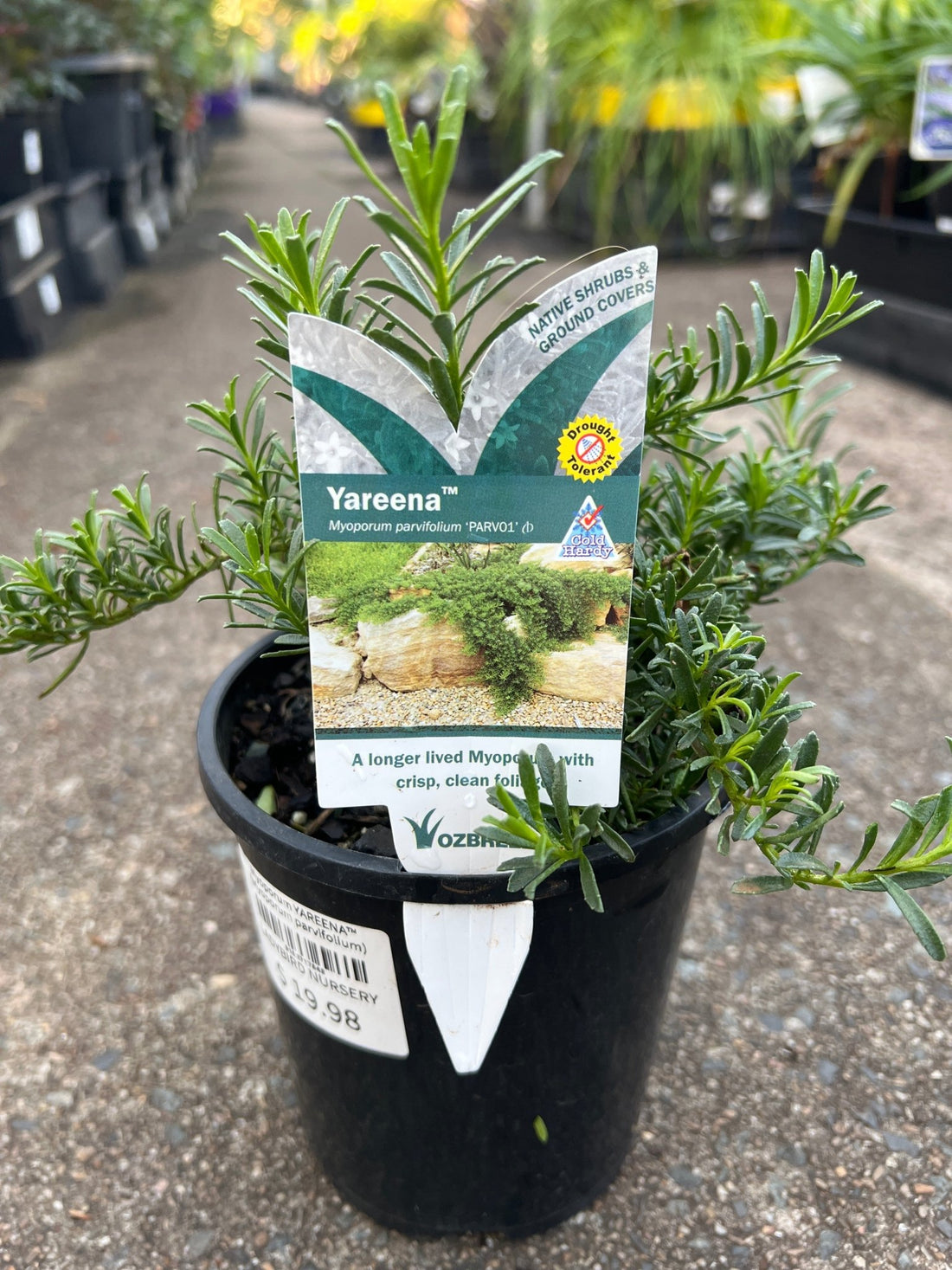 Myoporum YAREENA™ (Myoporum parvifolium) - Ladybird Nursery