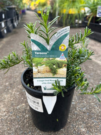 Myoporum YAREENA™ (Myoporum parvifolium) - Ladybird Nursery