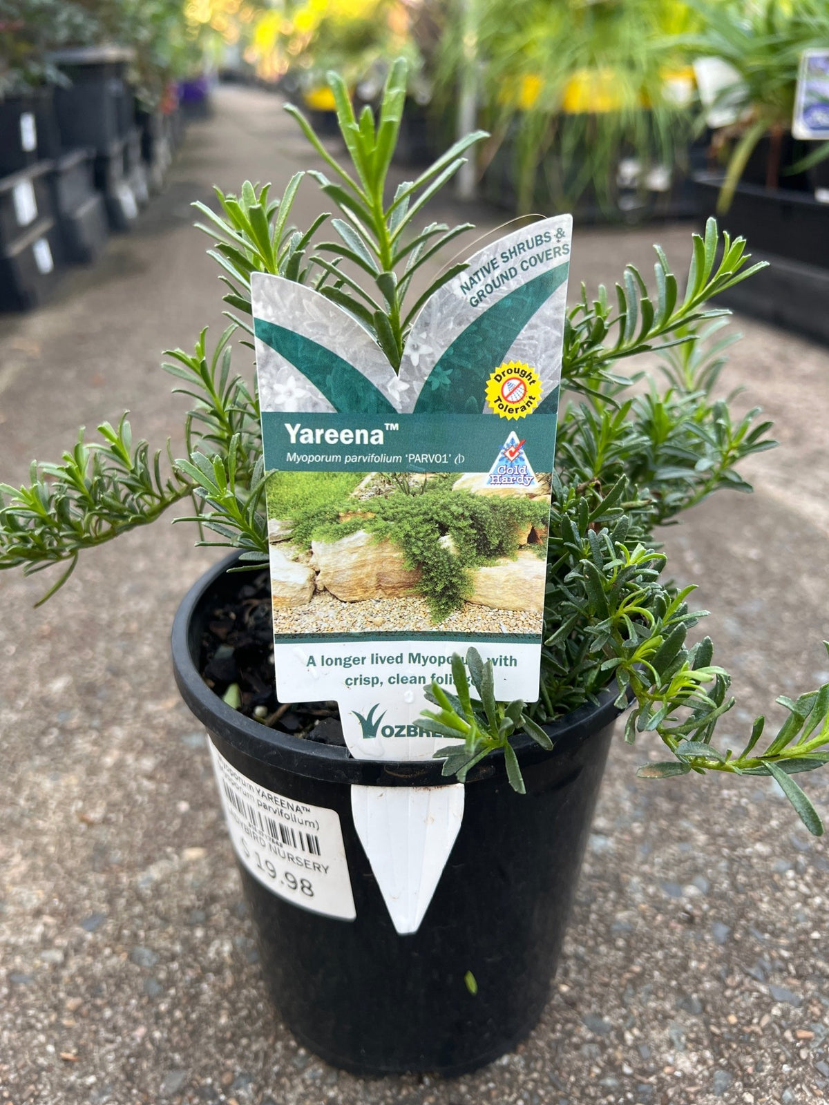 Myoporum YAREENA™ (Myoporum parvifolium) - Ladybird Nursery