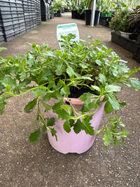 Fan Flower 'Mauve Clusters' (Scaevola aemula) - Ladybird Nursery