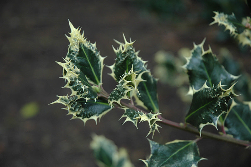 Hedgehog Holly Ferox Argentea (Ilex aquifolium)