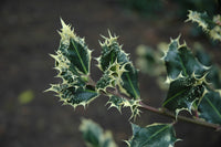 Hedgehog Holly Ferox Argentea (Ilex aquifolium)