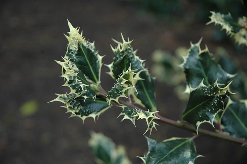 Hedgehog Holly Ferox Argentea (Ilex aquifolium) - Ladybird Nursery