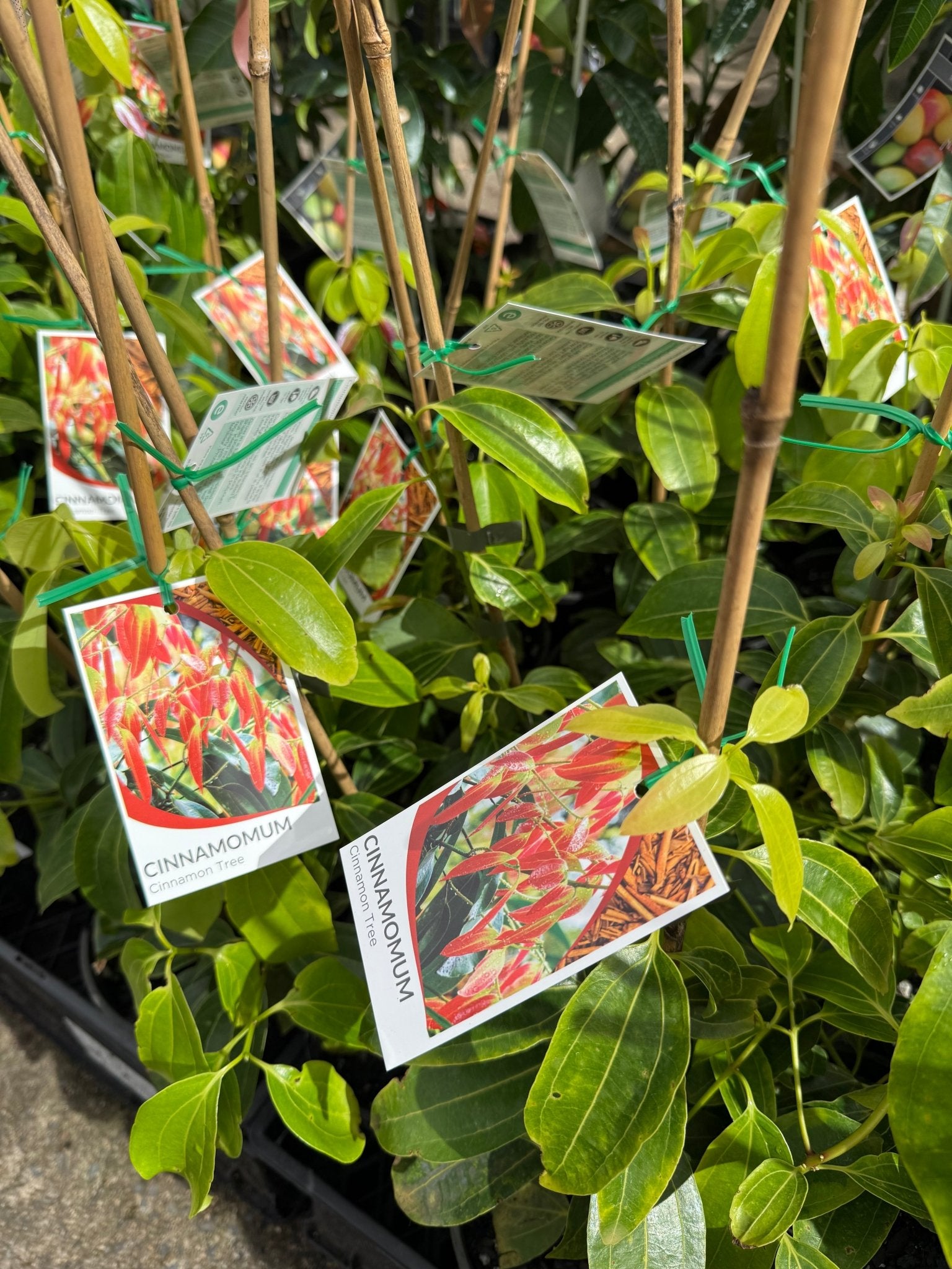 Cinnamon Tree (Cinnamomum zealanicum) - Ladybird Nursery