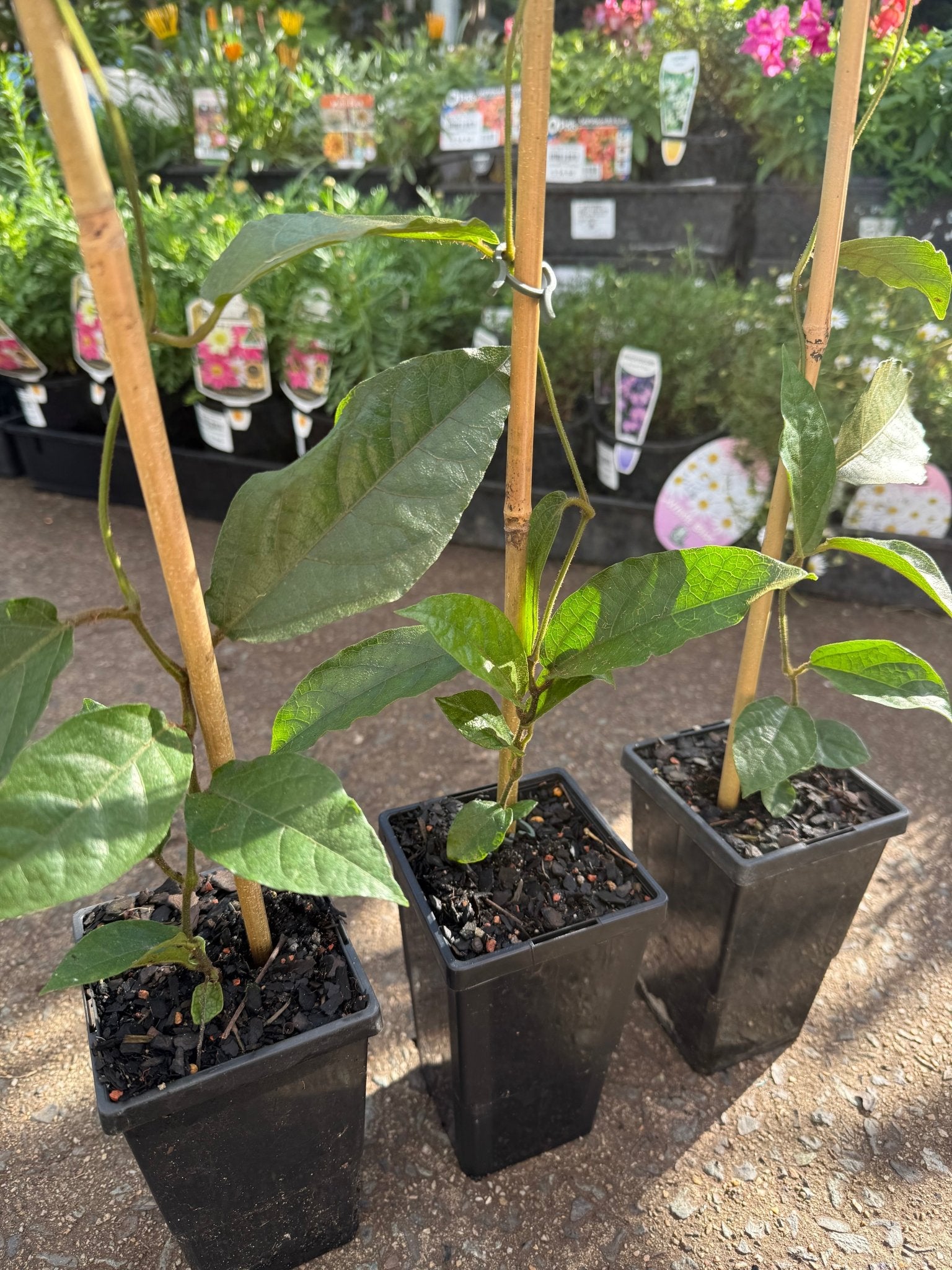 Richmond Birdwing Butterfly Vine (Pararistolochia praevenosa) - Ladybird Nursery