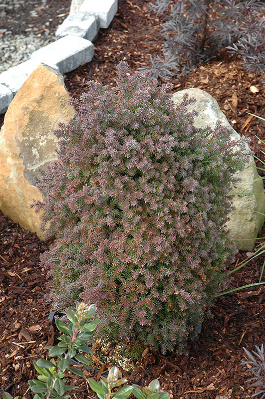 Atlantic White Cedar Red Star (Chamaecyparis thyoides)
