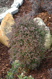 Atlantic White Cedar Red Star (Chamaecyparis thyoides)
