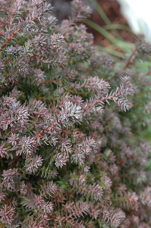 Atlantic White Cedar Red Star (Chamaecyparis thyoides)