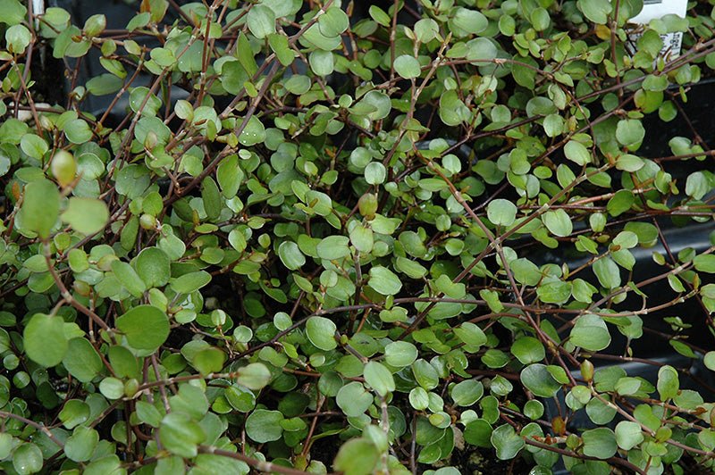Wire Vine (Muehlenbeckia complexa) - Ladybird Nursery
