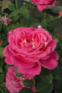 Rose Peace (Rosa) - Ladybird Nursery