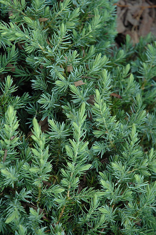 Shore Juniper (Juniperus conferta)