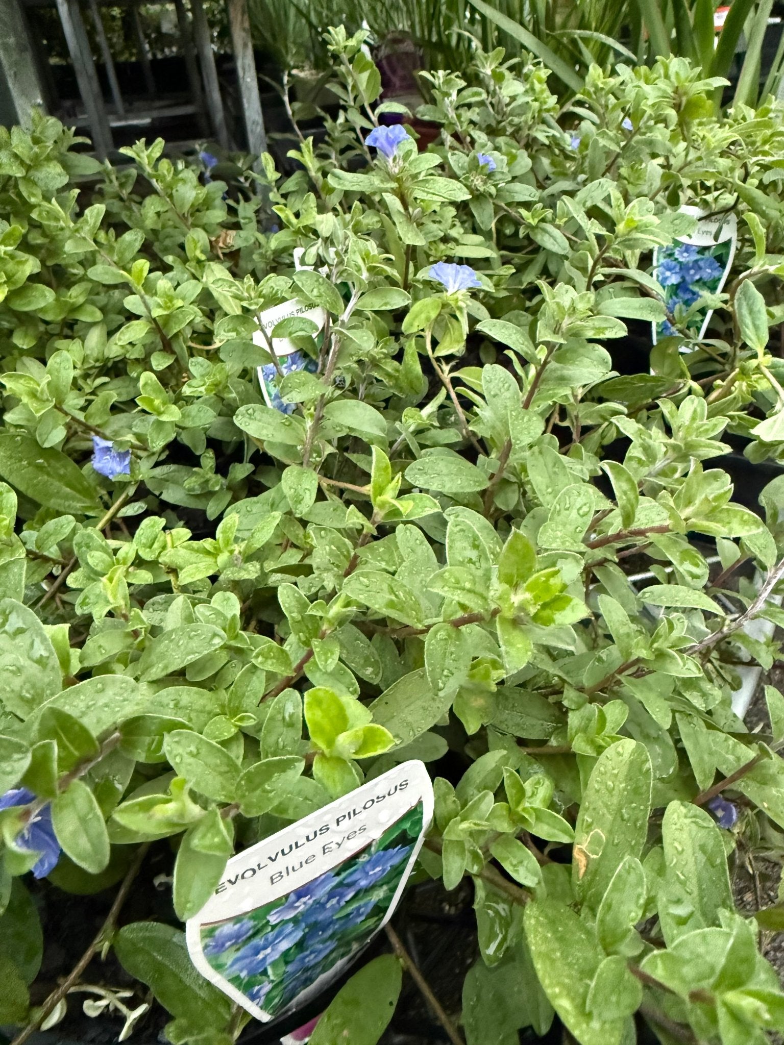 Evolvulus 'Blue Eyes' (Evolvulus pilosus) - Ladybird Nursery