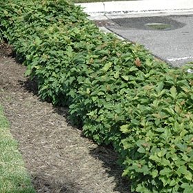 Dwarf Viburnum Midget (Viburnum opulus) - Ladybird Nursery