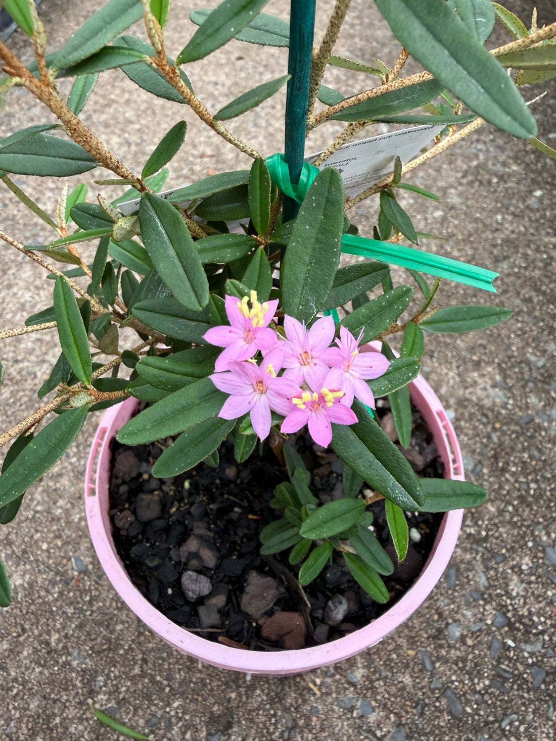 Phebalium woombye 'Pink' - Ladybird Nursery