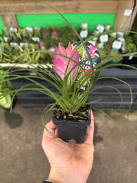 Tilandsia Pink Quill - Ladybird Nursery