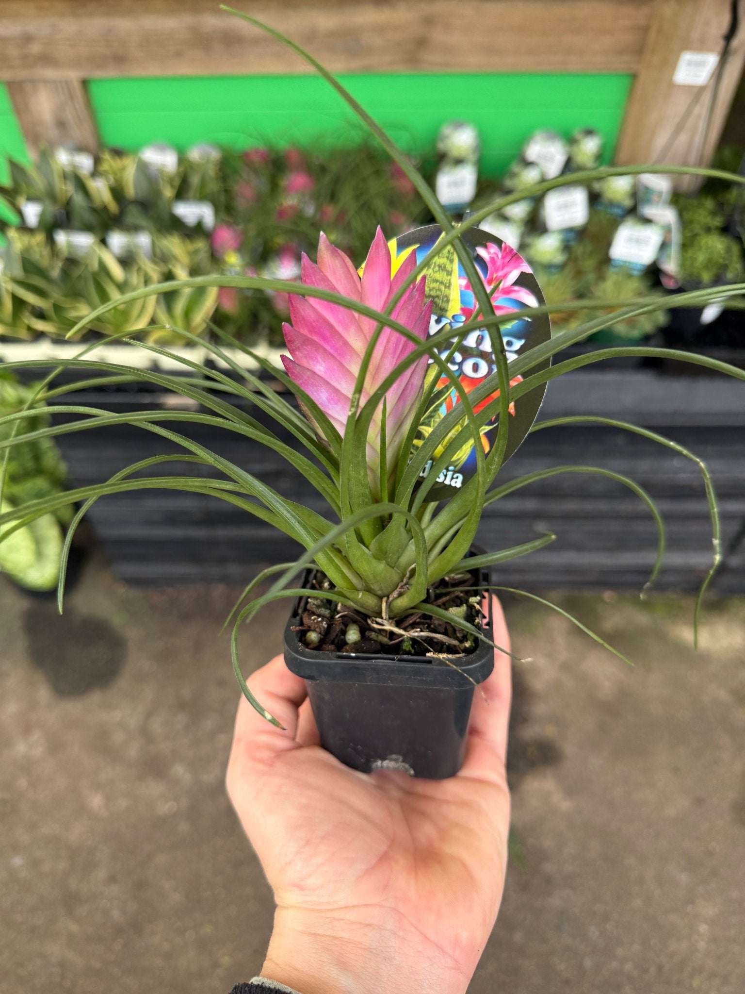 Tilandsia Pink Quill - Ladybird Nursery