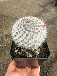 Old Lady Cactus (Mammillaria hahniana ssp. woodsii) - Ladybird Nursery