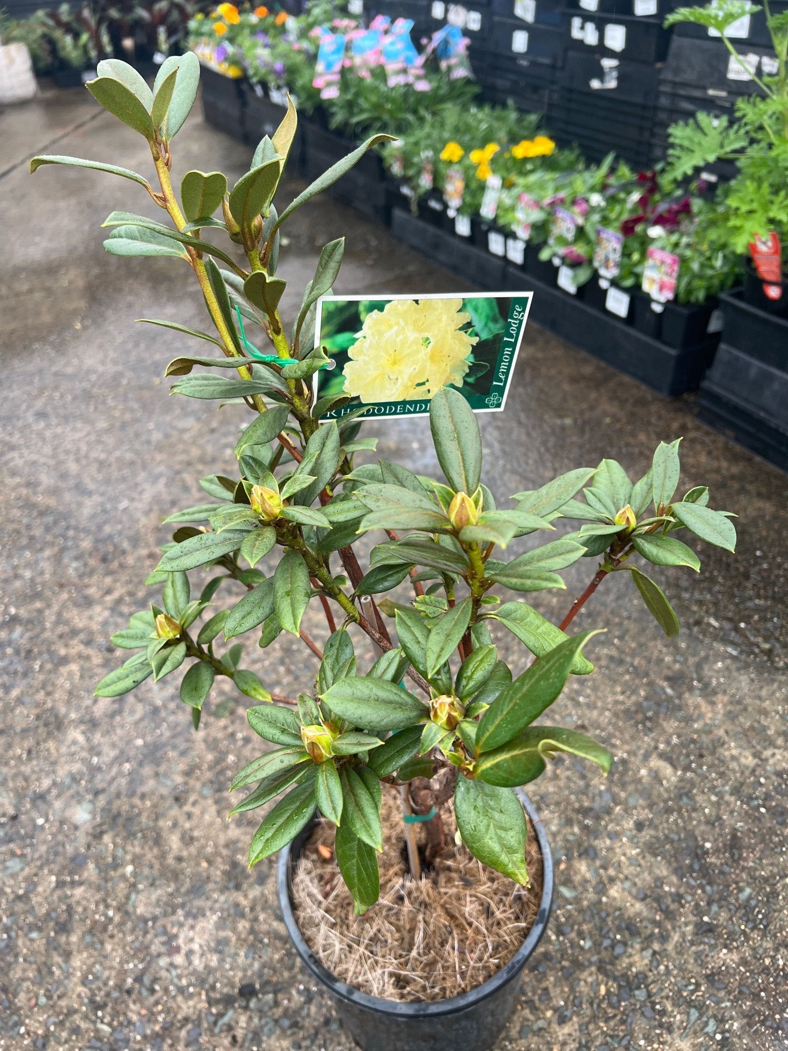 Rhododendron 'Lemon Lodge' - Ladybird Nursery