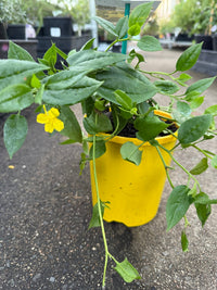 Goodenia 'Gold Cover' - Ladybird Nursery