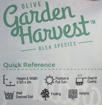 Dwarf Olive 'Garden Harvest' - Large - Ladybird Nursery