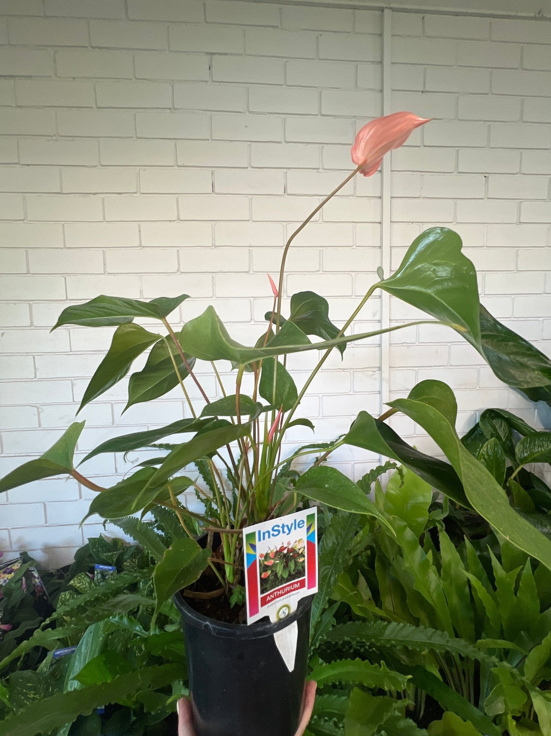 Anthuriums (various colours) - Ladybird Nursery