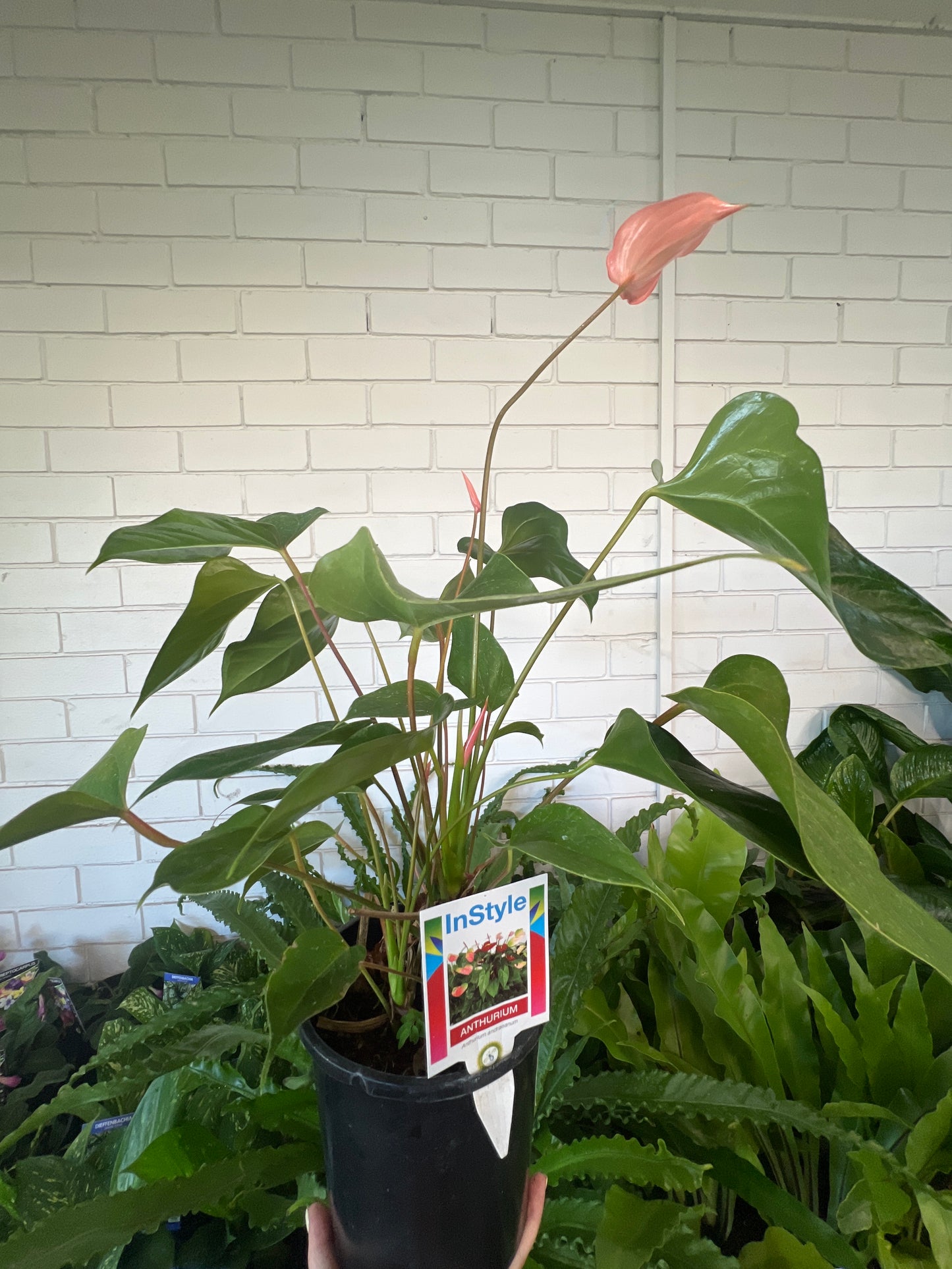 Anthuriums (various colours)