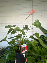 Anthuriums (various colours)