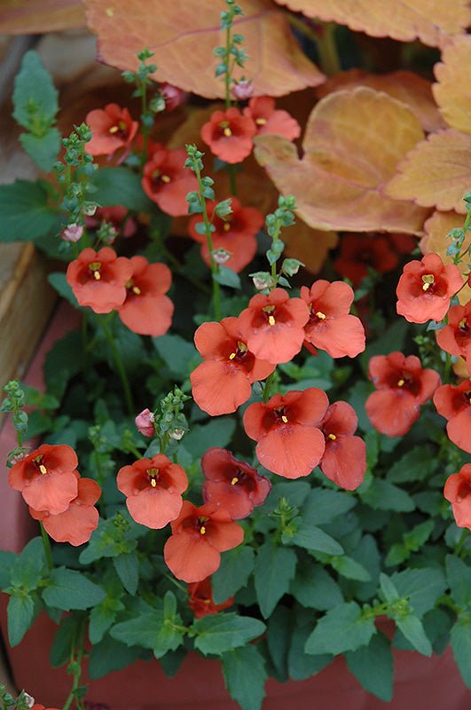Twinspur Orange (Diascia Crush) - Ladybird Nursery