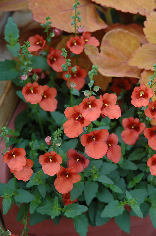 Twinspur Orange (Diascia Crush)