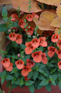 Twinspur Orange (Diascia Crush) - Ladybird Nursery
