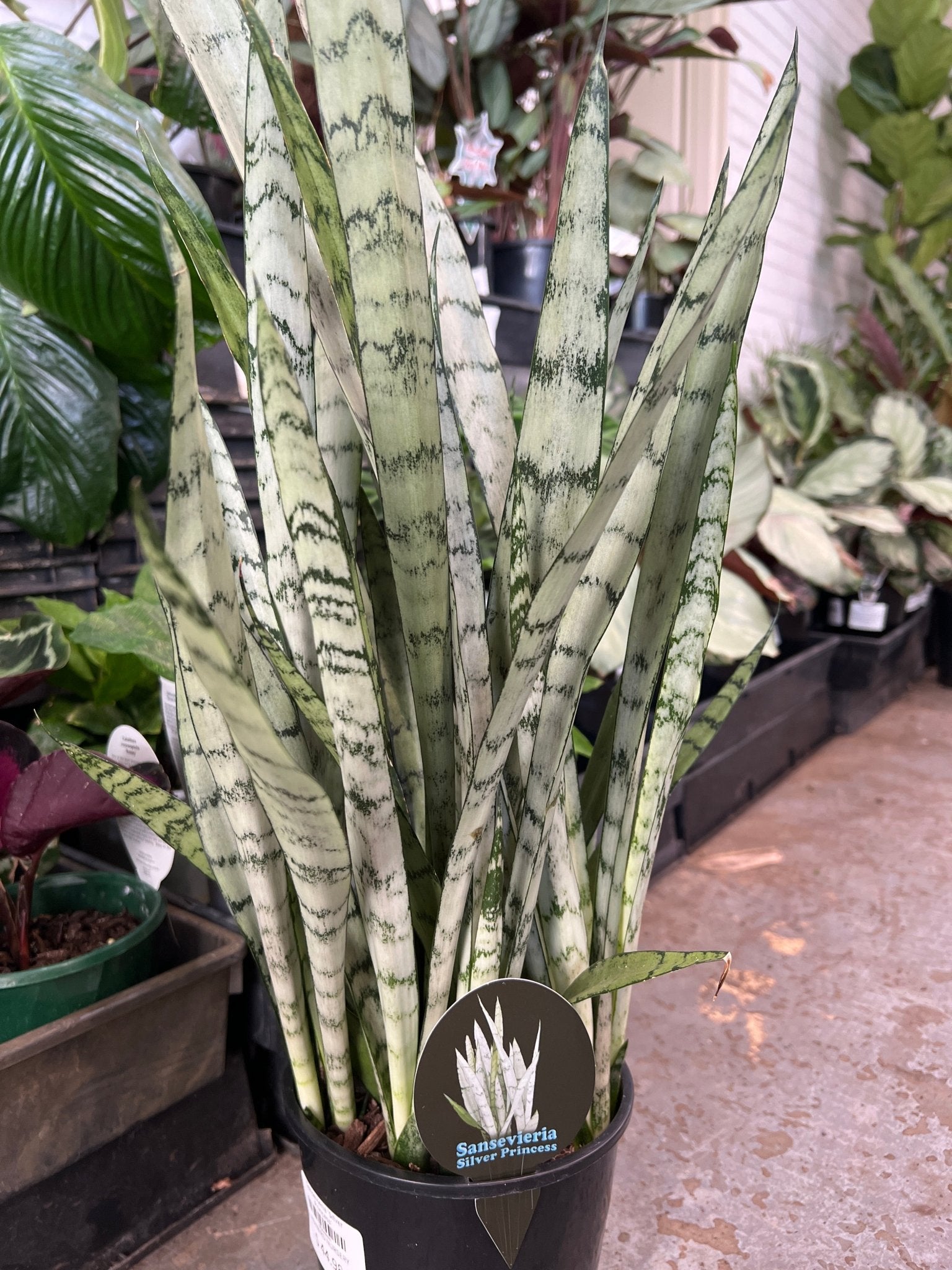 Sansevieria 'Silver Princess' - Ladybird Nursery