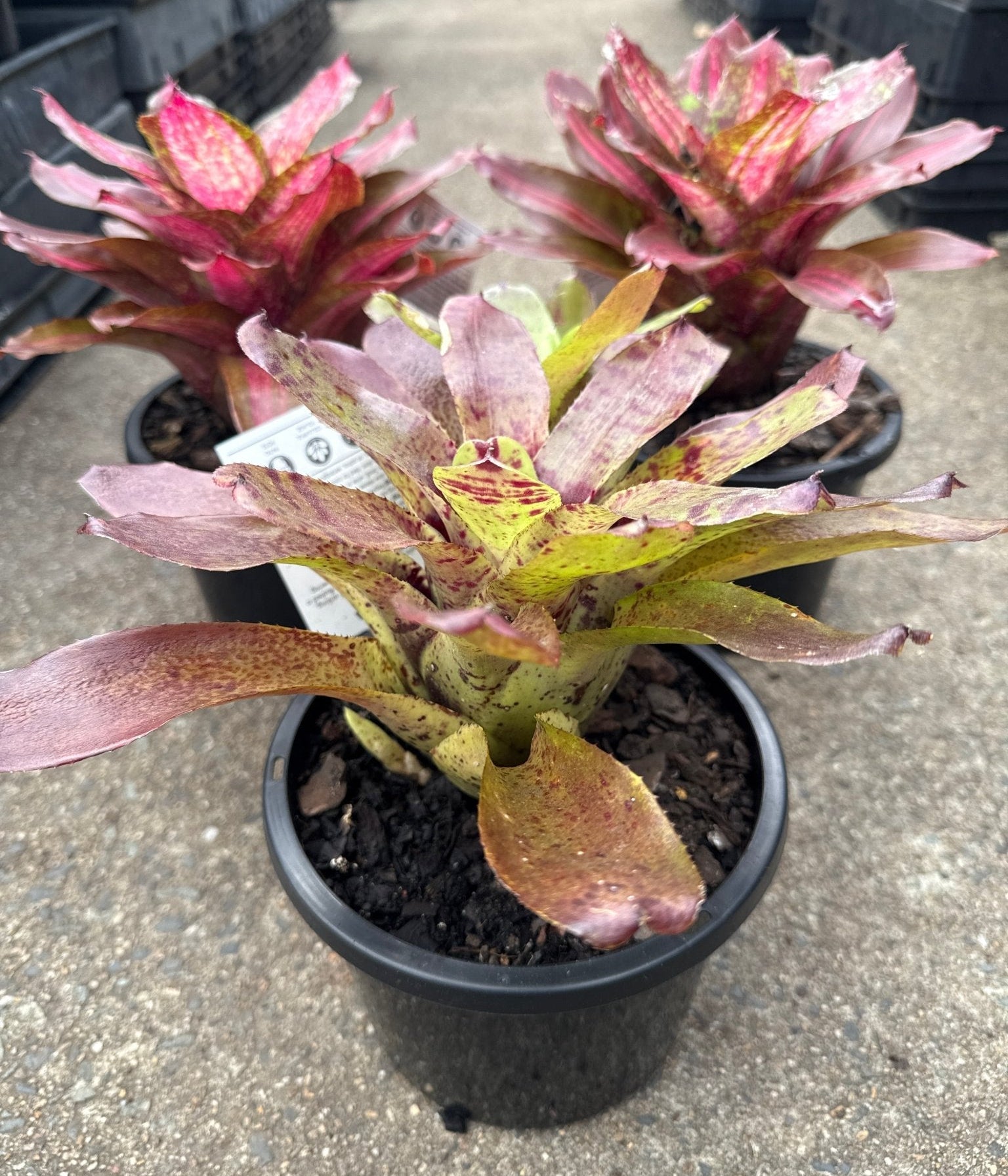 Bromeliad (Neoregelia Mixed) - Ladybird Nursery