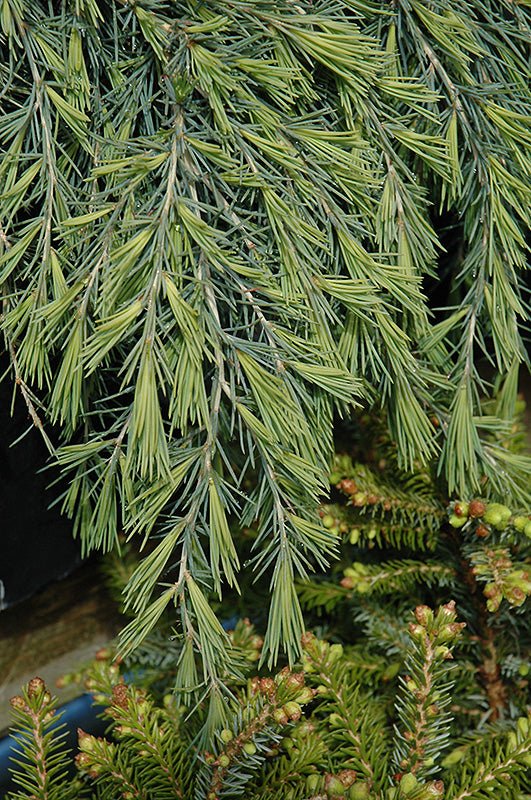 Deodar Cedar Feelin Blue (Cedrus deodara) - Ladybird Nursery