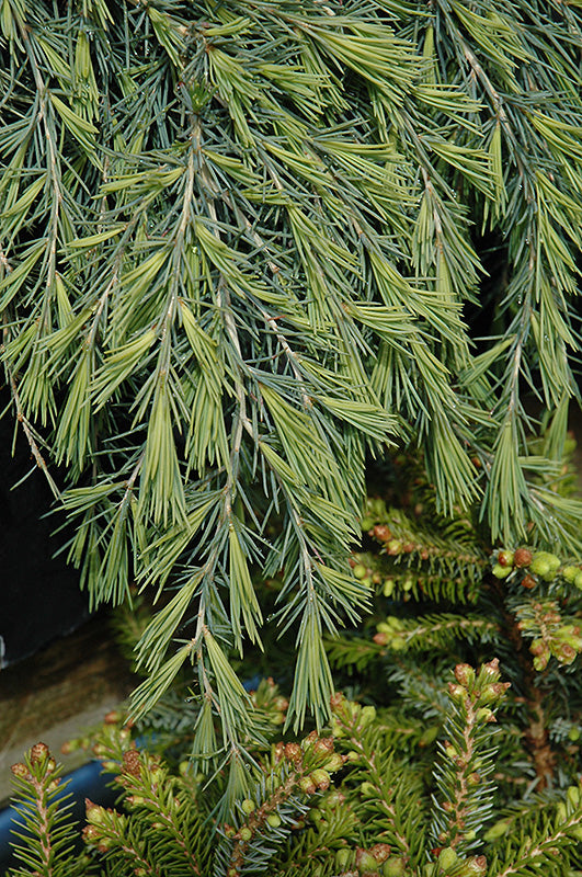 Deodar Cedar Feelin Blue (Cedrus deodara)