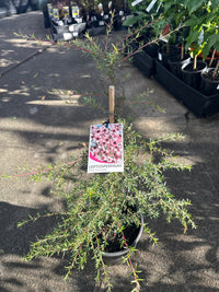 Leptospermum 'Pink Cascade' - Large - Ladybird Nursery