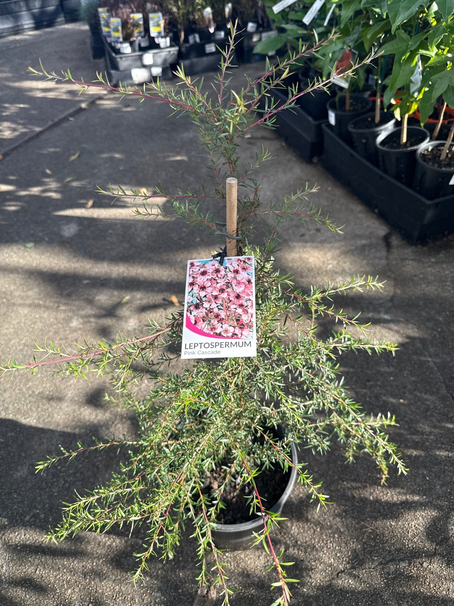 Leptospermum 'Pink Cascade' - Large - Ladybird Nursery