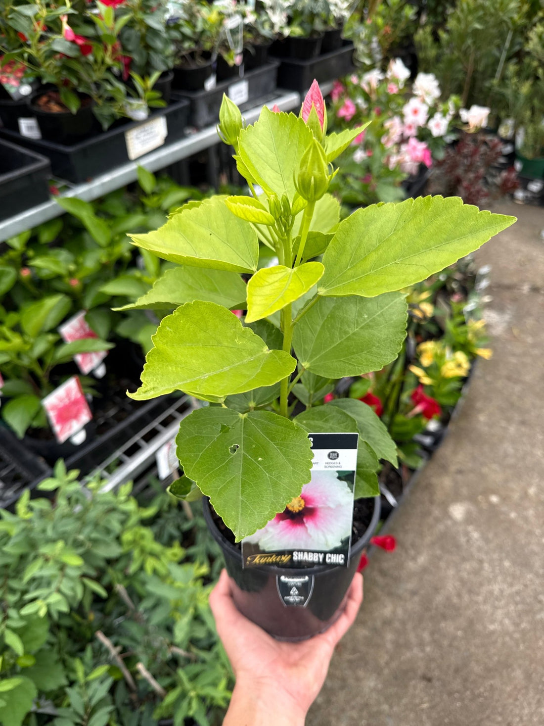 Hibiscus 'Shabby Chic' - Ladybird Nursery