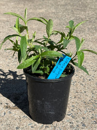 Cistus 'Brilliancy' Rock Rose - Ladybird Nursery