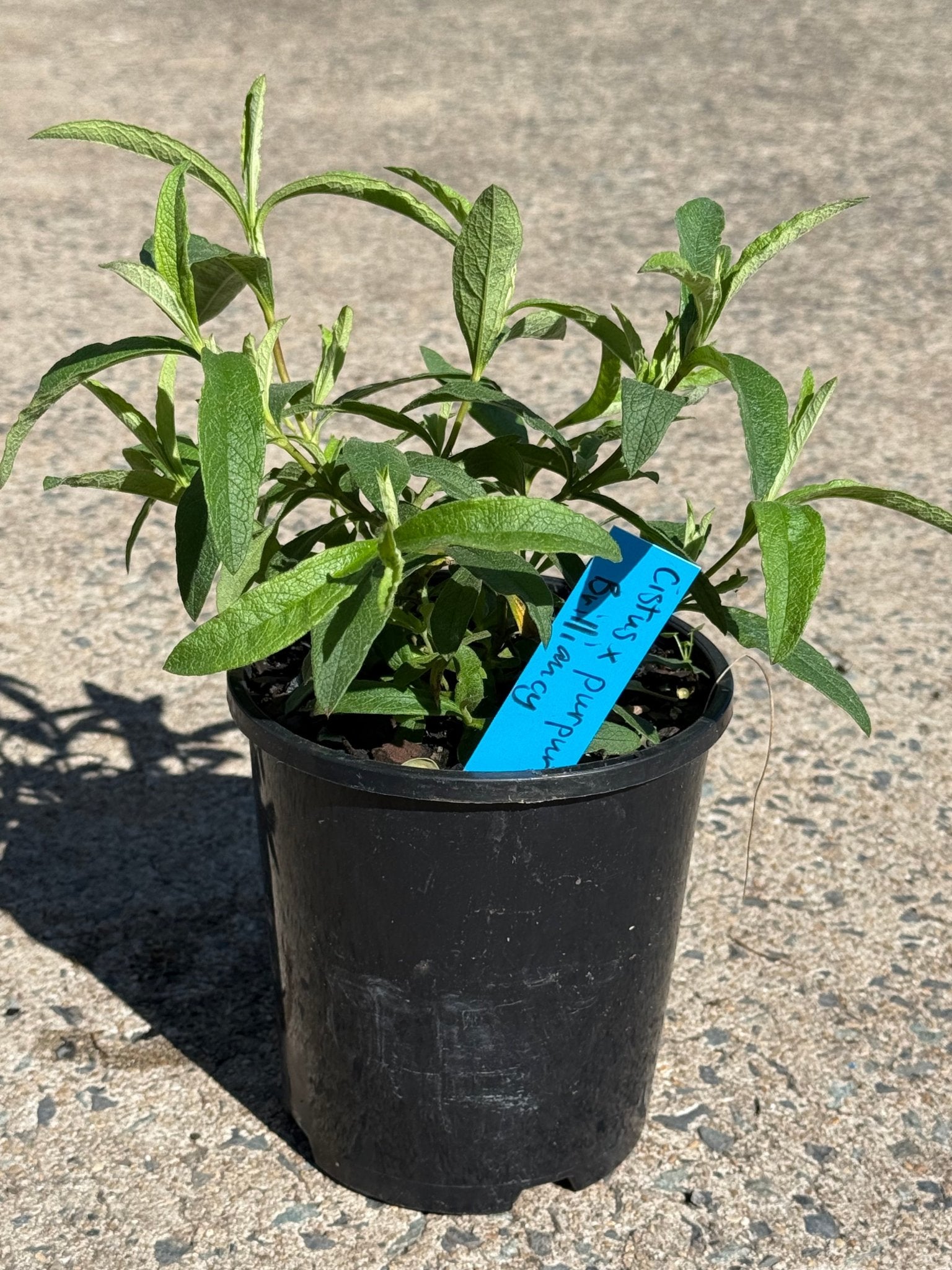 Cistus 'Brilliancy' Rock Rose - Ladybird Nursery