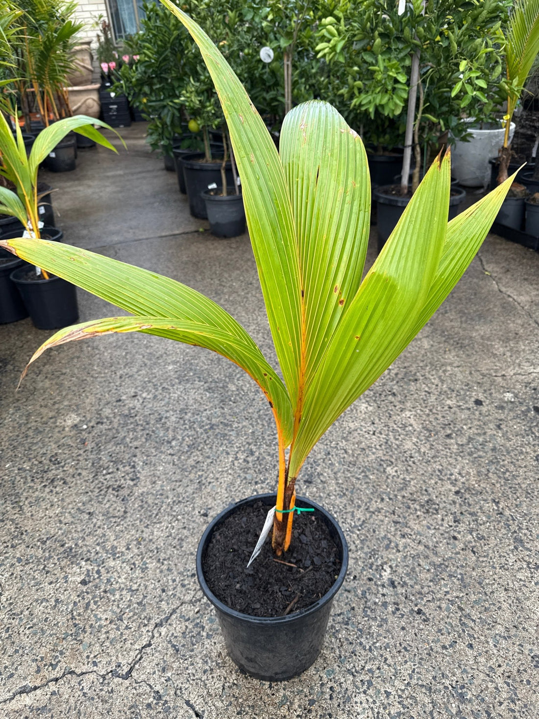 Dwarf Malay Coconut 'Gold' - Ladybird Nursery