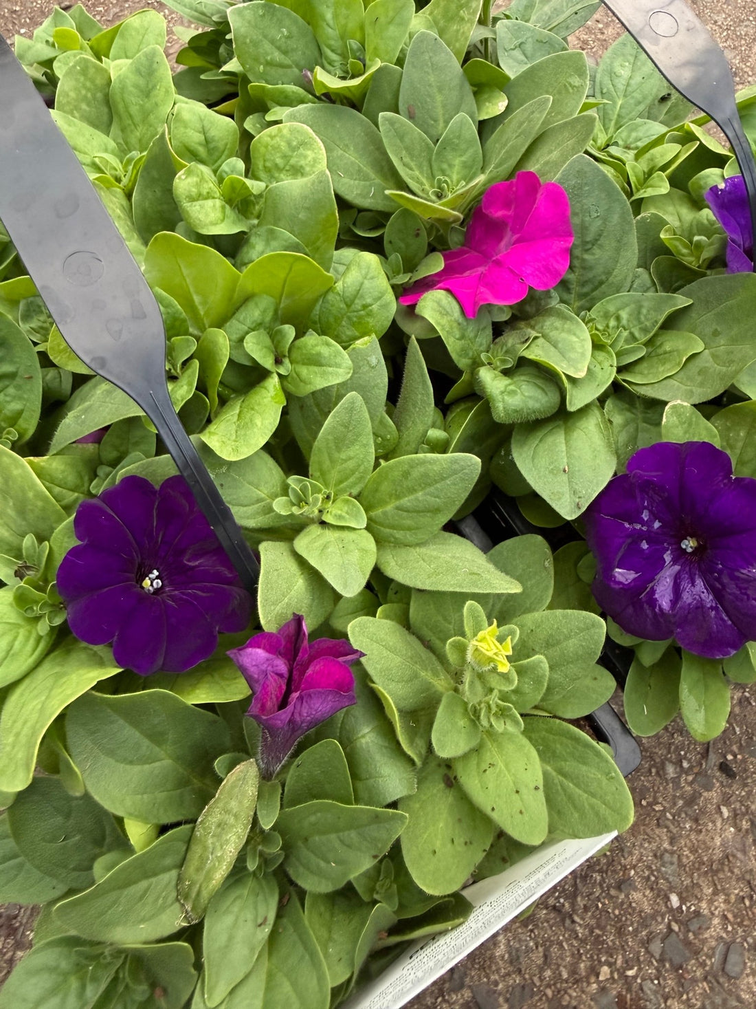 Petunia 'Lo Rider Mix'- 10 Cell Pot (PICK UP ONLY) - Ladybird Nursery
