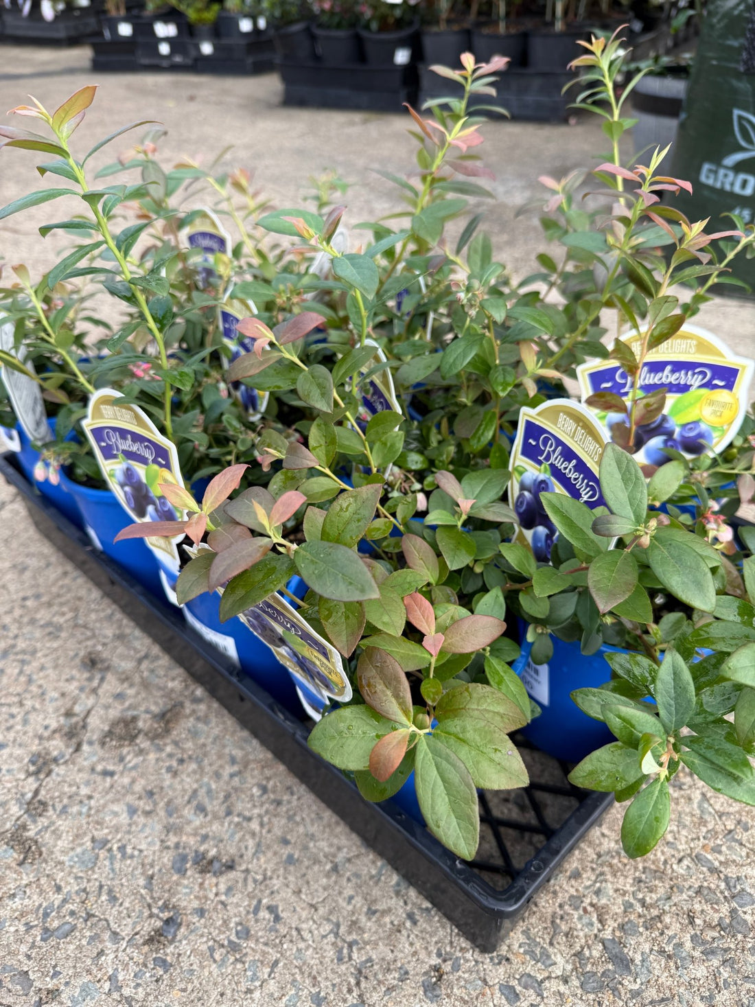 Blueberry 'Sunshine Blue' - Ladybird Nursery